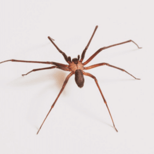 Dedetização de Aranha Marrom em Curitiba