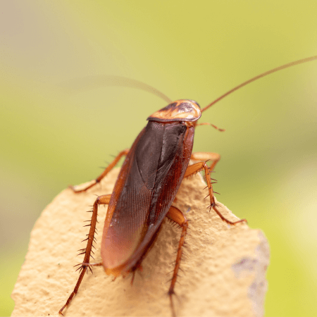 Dedetização de Barata em Curitiba