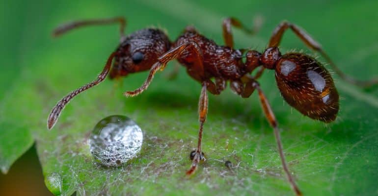 como identificar e combater formigas no ambiente residencial