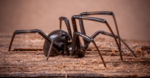 pragas sazonais em curitiba como se preparar para cada estacao