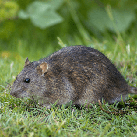 Desratização de Ratazana em Curitiba